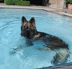 Bipa in haar eigen zwembad